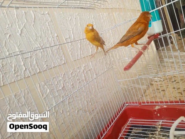 جوز كنار بسعر مميز