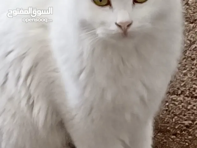 ANGORA تركي