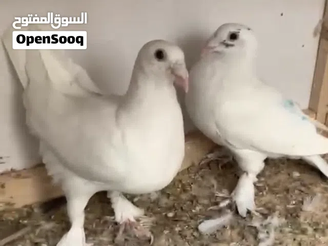 كوبيه علي تلات ريشات