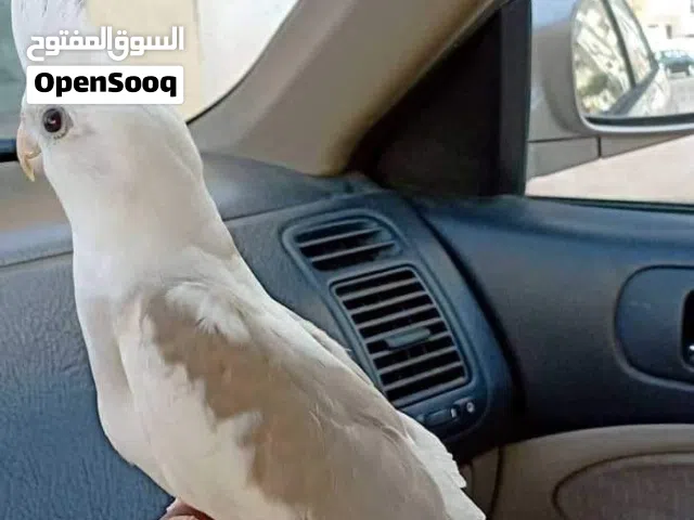 مطلوب فرخ كوكتيل نفس يلي بالصوره