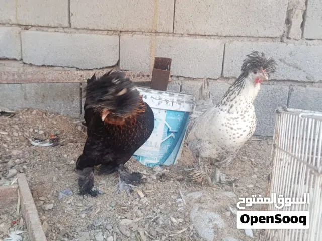 دجاج سلطاني للبيع صحه كلش زينه وبياضات