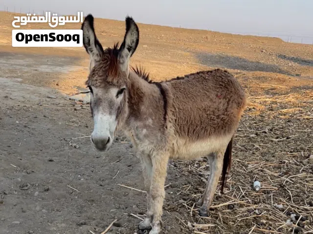 جحشه للبيع