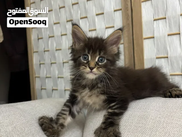 Maine Coon kitten