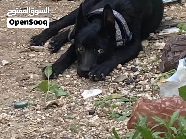 أنثى مالينو
