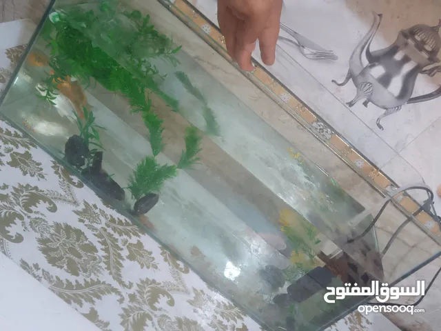 حوض وأسماك زينة مع الغطاس