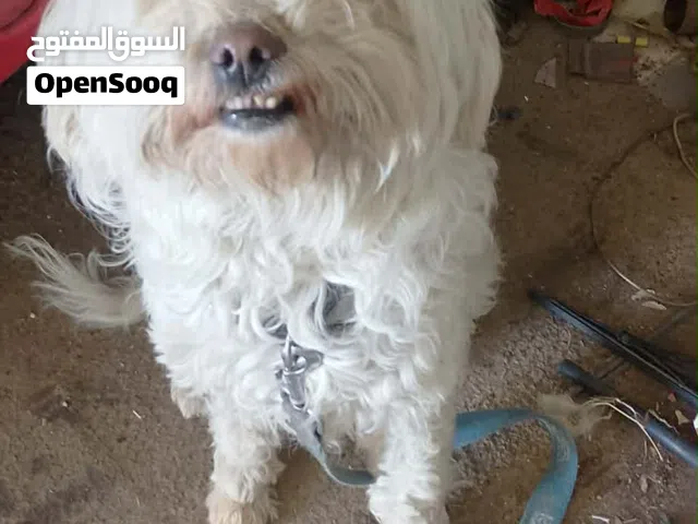 كلب فرنش تاريل ذكر  العمر سنه