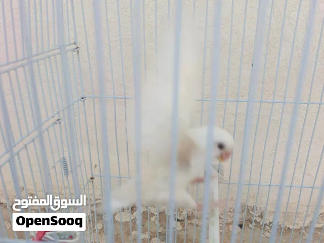 دكر بركديلو