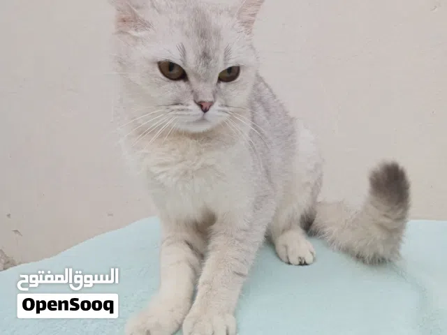 ذكرين كبير وصغير وانثى كبيرة للتبني مجاناً مع أكلهم وأغراضهم كلها .إمكانية التوصيل