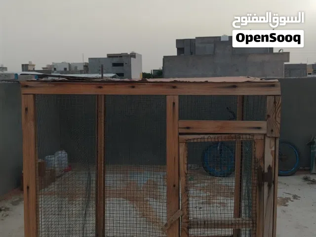سلام عليكم براكة عصافير و حمام براكة ربي يبارك