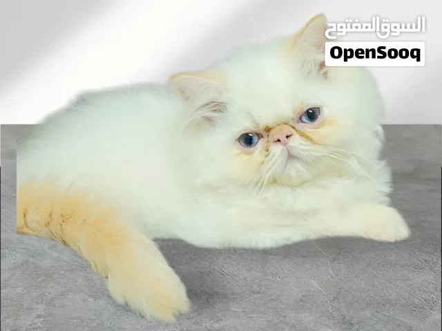 بسم الله للبيع ولد هيمالايا اروانج