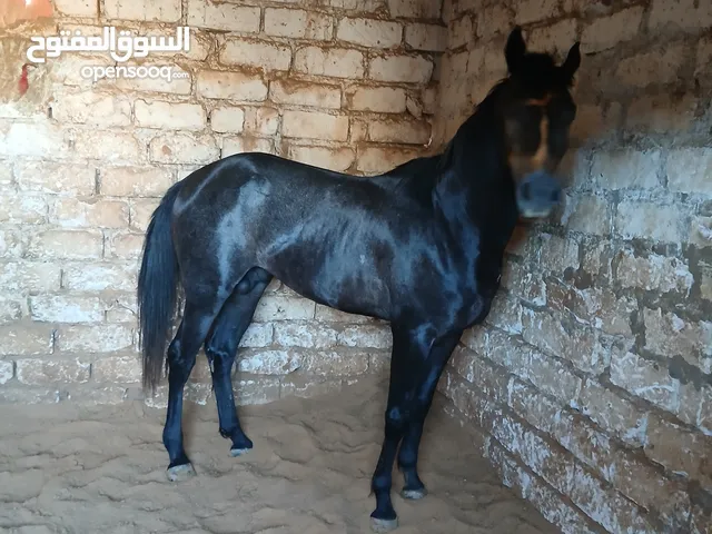 حصان عربي متع سباق للبيع