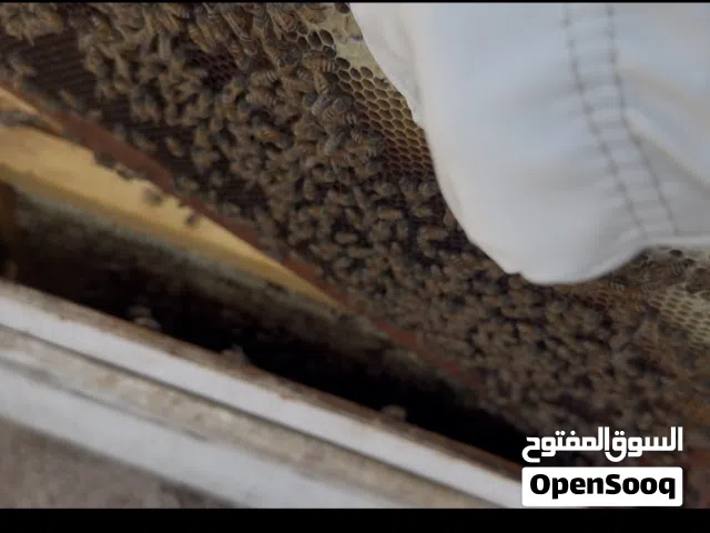 بيع خلايا نحل  كثافه