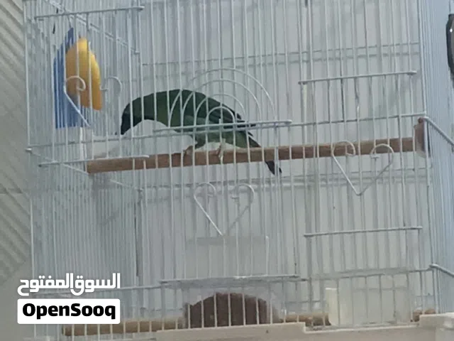 للبيع بلبل كوك الماليزي
