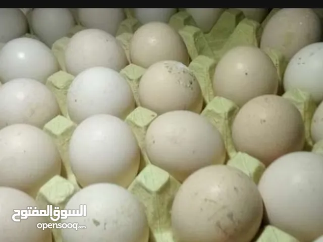 بيض لاحم تفريخ و يوجد بلدي مائده