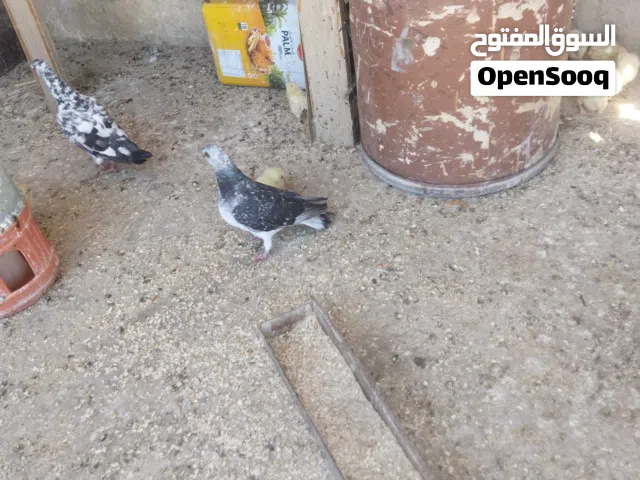 جواز وفردات كوووم
