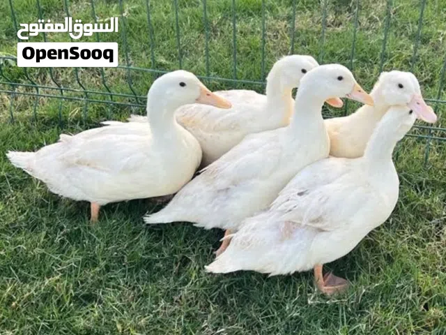 البط عماني