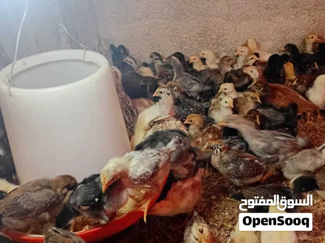 جاج بلدي صيصان عمر 25 يوم