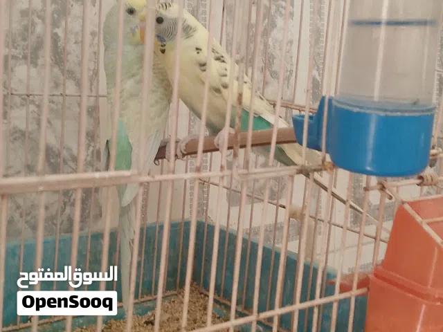 كوبيه تبارك الله