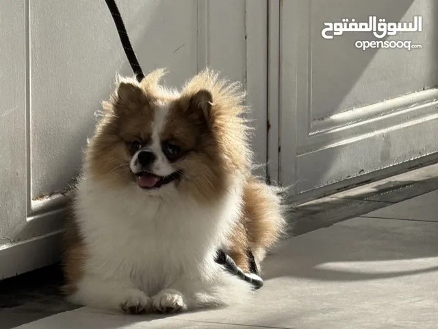كلب بومارينيان عمر سنة و3 اشهر مدرب و معو اثباتاتو و يوجد به طفرة بعينو