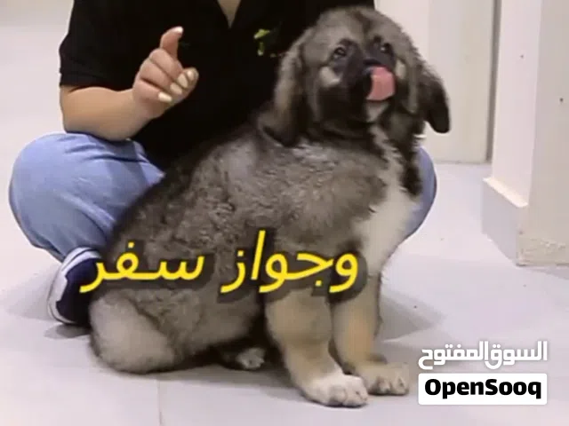 كـــــــــوكيجيان شــــيبرد....الــــراعي القـــــوقازي جراء ذكور  واناث موضح بالفيديو