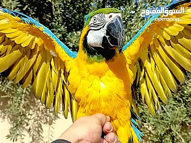 طيور اليفه