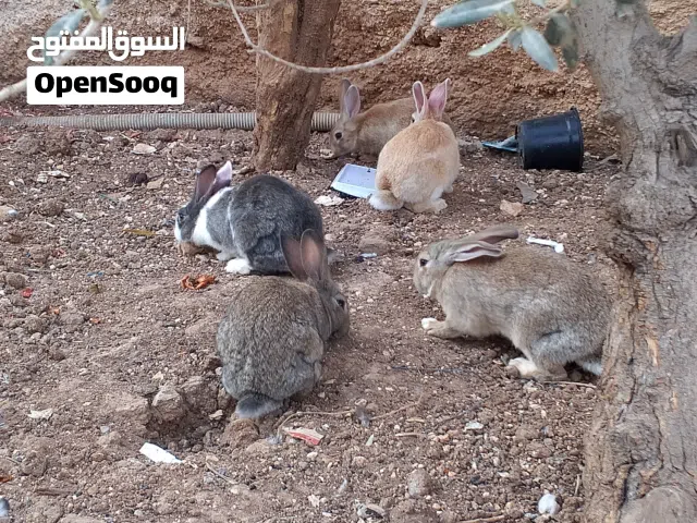 فراخ  ارانب للبيع