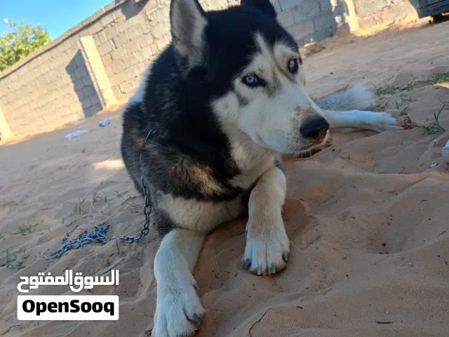 مطلوب كلب التبني مش موضوع الصحه اني تو نعالجه