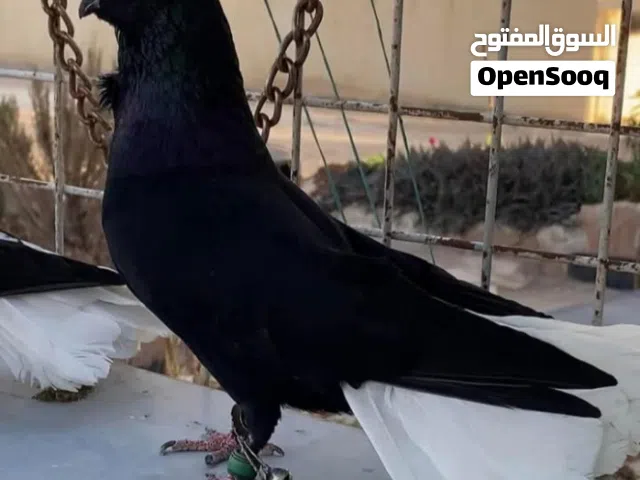 ثلاث دجاجات وديك بلدي 20دينار