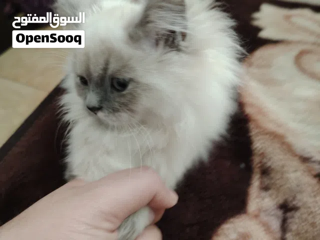 انثى 5 شهور الام سكوتش والاب همالايا