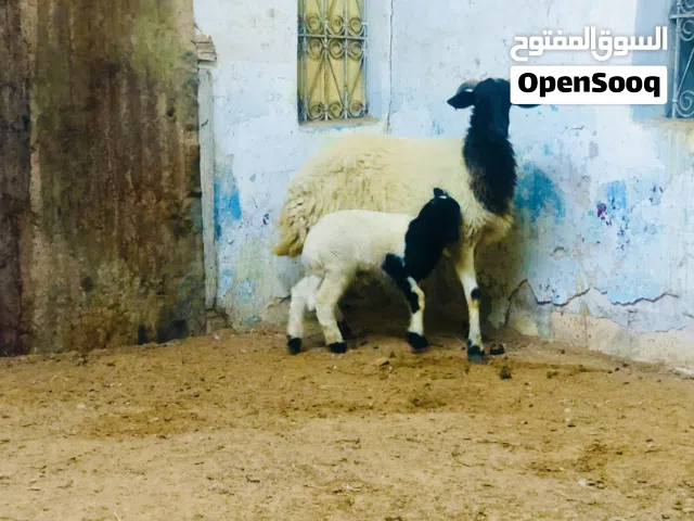 نعجه تحتها خروف عمره 2 شهرين