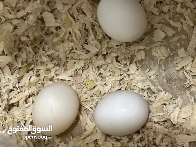 للبيع زوج كوكتيل/كروان مع البيض والأنثي ربوه/اليفه