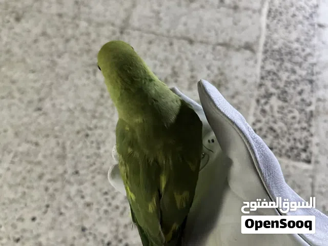 Tamed green parrot 1 year old