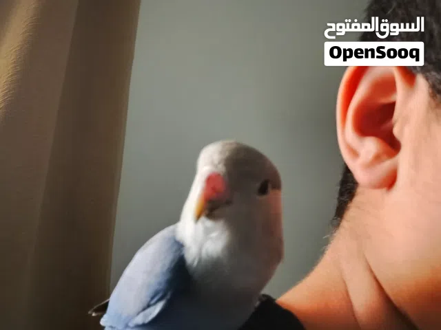 للبيع طير روز