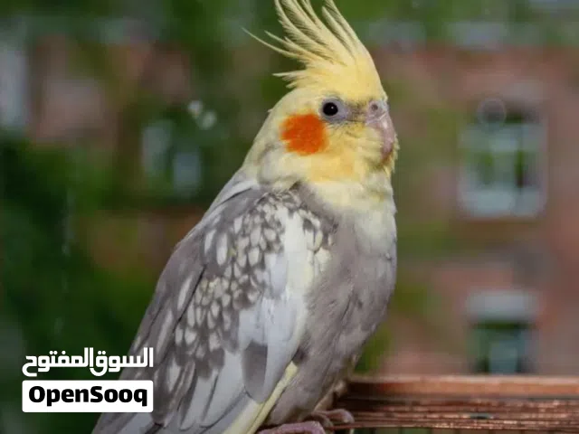 كوكتيل مروض فل