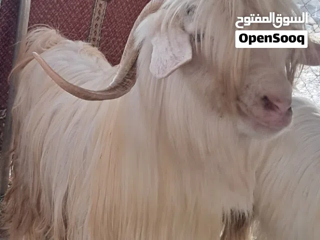 تيس للبيع من حلال الرحوب