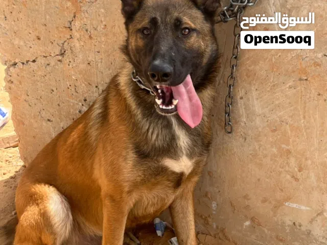 كلب مالينو للبيع ربي يبارك العمر سنه و8شهور السعر مانختلفوش ________________________________________