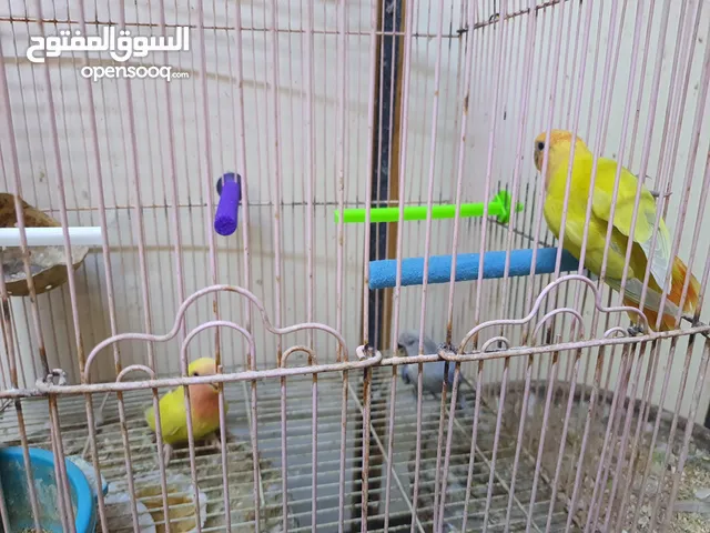 للبيع فروخ حب للتعليم والتدريب