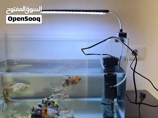 حوض سمك صناعه ربي يبارك معاه محرك وضي ليد وايضا أسماك زينه حاجه منظمه