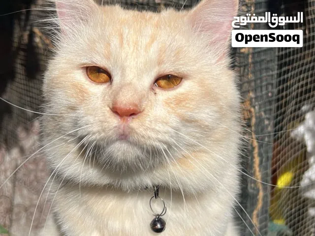 قطط شيرازي للبيع