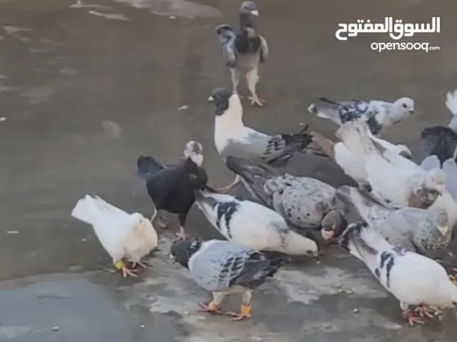 حمام للبيع المستعجل لعدم التفرغ
