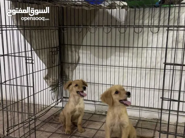 جولدن رتريفر