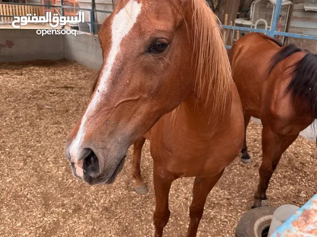 خيول عربيه 2 للبيع