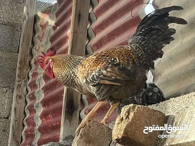 مطلوب فرريج نفس الموصفات