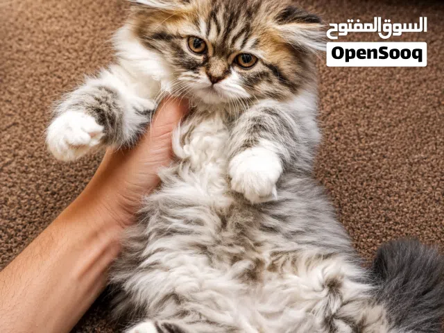 تبارك الرحمن كتن سكوتش قولدين بسعر مناسب جدا شورت هير جمجمه عريضه صحه ممتازه ما شاء الله.