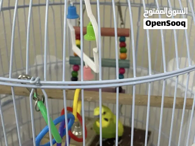 للبيع بادجي مع القفص والألعاب وكآمل ملحقاته