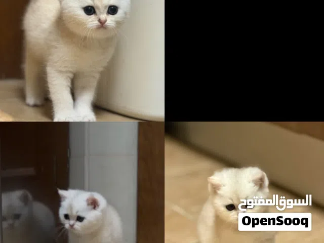 برتش ay12 عمره شهر واسبوعين