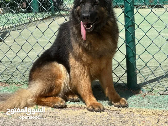 جيرمن شيبرد شولاين