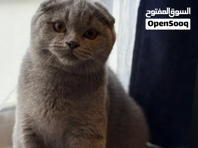Scottish fold gray