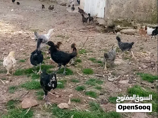 فراخ دجاج عمر شهر و6ايام