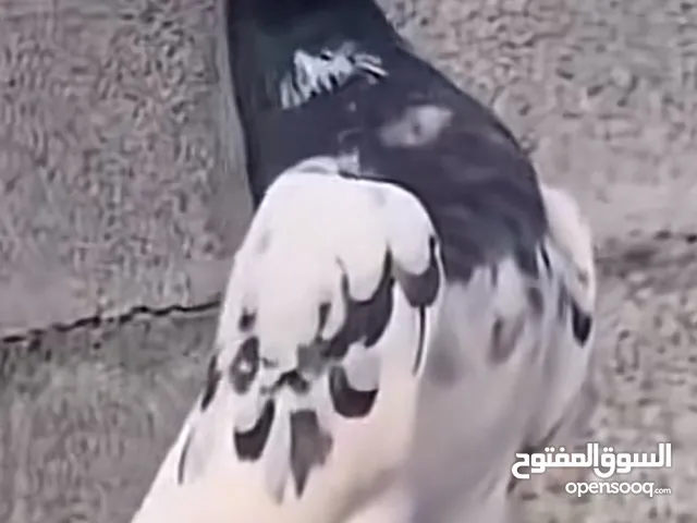 مطلوب حمام باكستاني ف البريمي